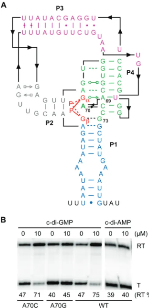 FIG 7 Cdi2_4 riboswitch transcription regulation requires speciﬁc c-di-GMP binding. (A) Predicted secondary structure and tertiary interactions of the Cdi2_4 aptamer upstream of pilA1