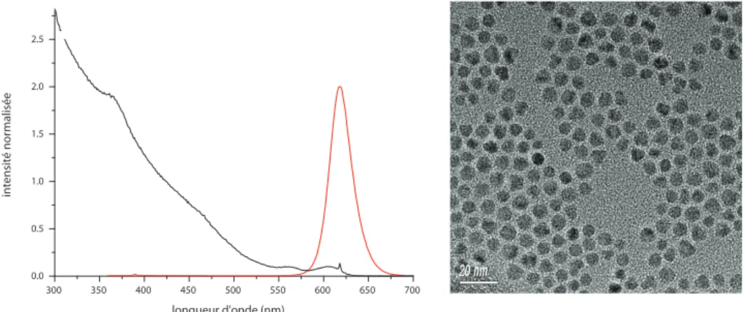 Figure 2.17: Gauche : spectres de uorescence (en rouge) et d'excitation (en noir) des nanocristaux CdSe/CdS/ZnS synthétisés en goutte à goutte