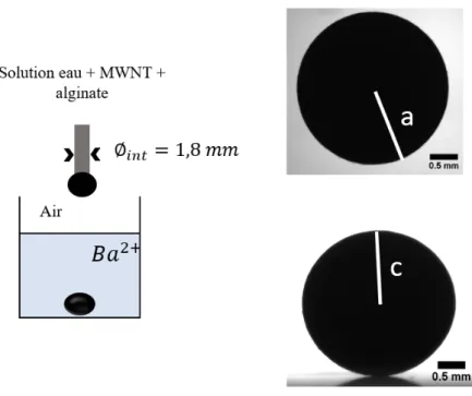 Figure 2.12 – Une solution Alginate/MWNT-Brij23 tombe goutte à goutte dans un bain qui contient des ions divalents Ba 2+ .