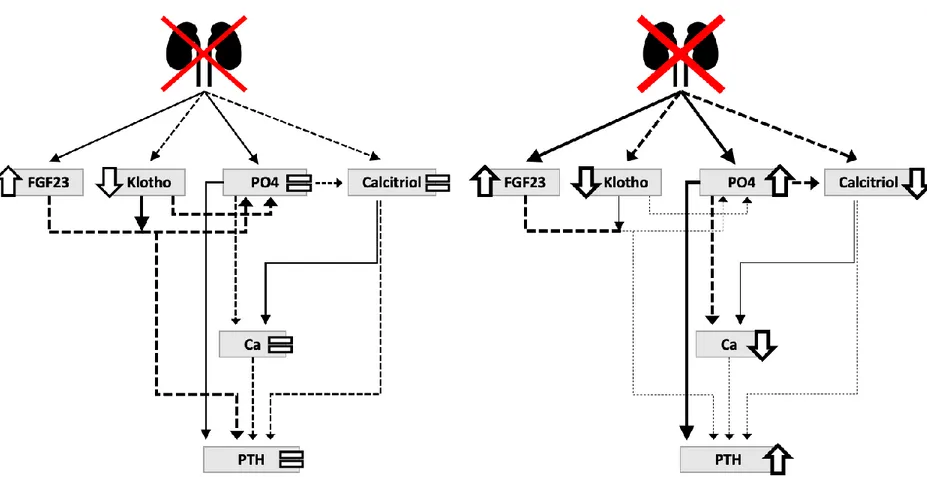 Figure 7. Intégration pathophysiologique de FGF23 et α-Klotho dans le développement des anomalies biochimiques de l’IRC 
