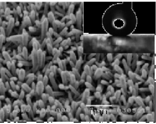 Figure 20 : Nanocolonnes de ZnO électrodéposé modifiées par des molécules de fluoroalkylsilane, photo tiré de 