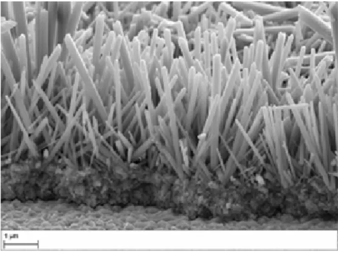 Figure 3 : Photographies MEB de nanotiges de ZnO préparées à partir d’une couche tampon