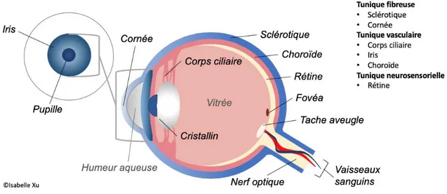 Figure 1 Schéma de l’œil.  Les structures formant l’œil sont identifiées sur ce  schéma
