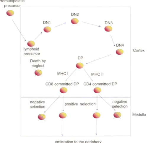 Figure 1:  Development of T cells in the thymus: Positive and negative selection. 