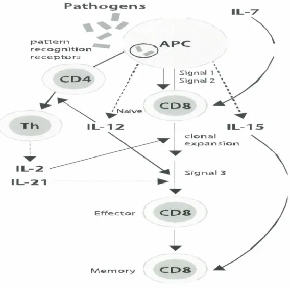 Figure 2:  Antigen-specific TCR-dependent  activation  of CDS+  T  cells.  During  an  immune  stimulus, such as microbial infection, activation of naive CD8+ T cells requires two initial signals  provided by triggering TCR and CD28 activation, and a third