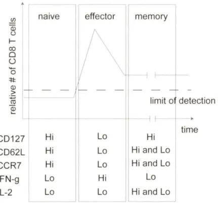 Figure  3:  Relative  numbers  and  phenotype  of  CDS+ T  cells  during  and  after  an  acute  infection
