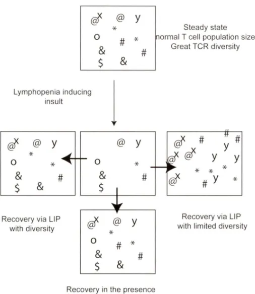 Figure 4:  Lymphopenia-induced  proliferation  (LIP)  and  its  possible outcomes. The  normal 