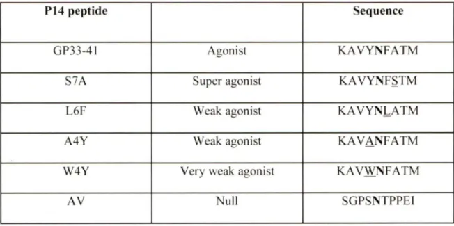 Table  1:  Altered  peptide ligands  used  to  investigate responses of transgenic P14  TCR