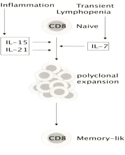 Figure  5:  Antigen  non-specific  activation  of naïve  CDS+ T  cells  by  cytokines