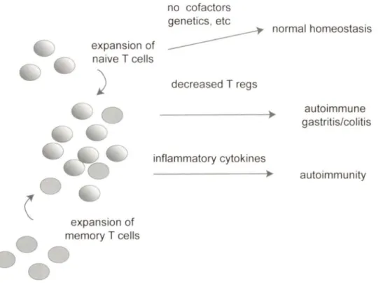 Figure  7:  Lymphopenia  may  lead  to  autoimmune  disease  a  " Two  Hit"  model  During  lymphopenia,  memory and  naive cells undergo  homeostatic peripheral expansion