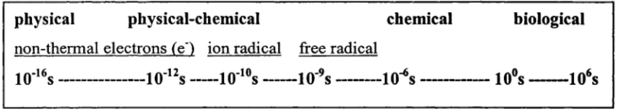Figure 1. The characteristic events observed after the process of ionizing radiation. 