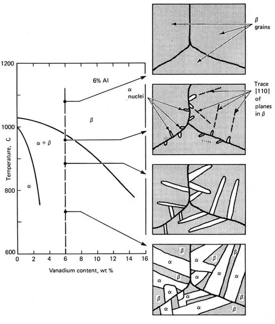 Figure 23 - Formation de la microstucture de Widmanstätten dans le TA6V [BRO82] 