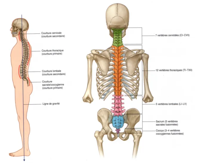 Figure 1.4 – Anatomie du rachis. Vue de dos et vue de profil. Adapté de (Drake et al., 2006).