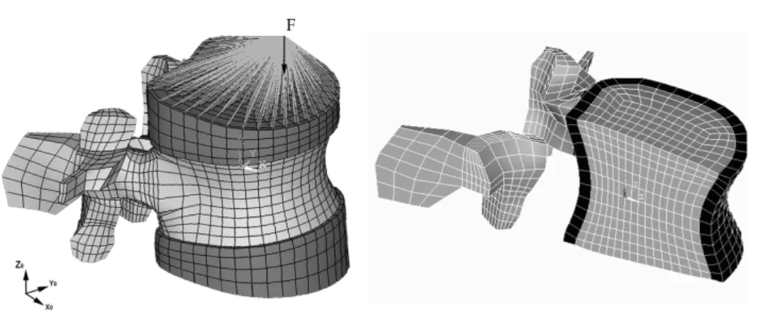 Figure 2.10 – MEF de vertèbre de Sapin-De Brosses et al. Vue avec les conditions de chargement (à gauche), et vue en coupe (à droite) avec les deux milieux