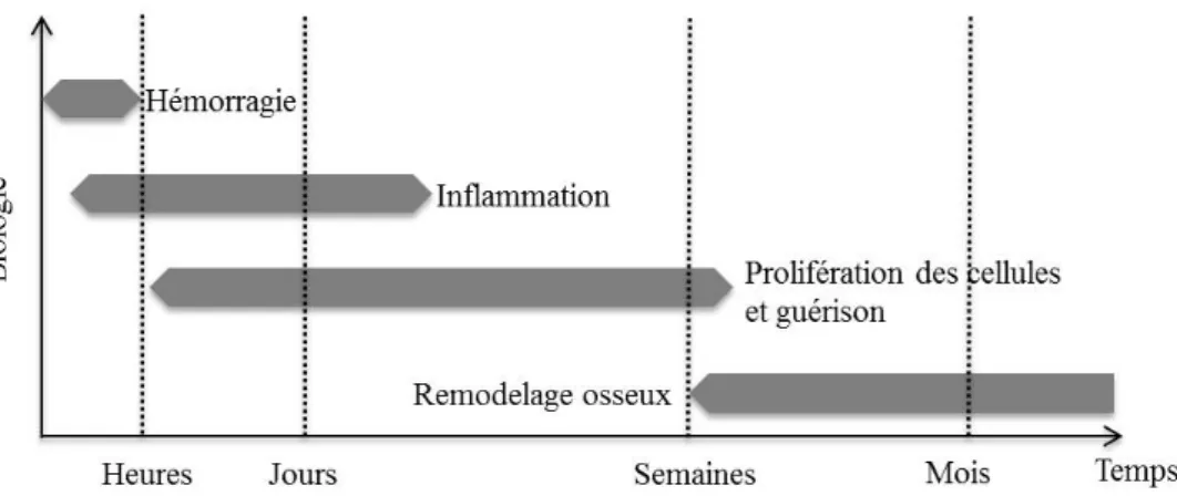 Figure I.13. Phases biologiques lors de l'ostéointégration d'un scaold d'après Ambard et Swider (2006).