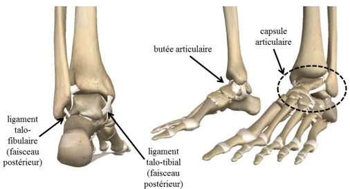Figure 1.12. Anatomie de l'articulation de la cheville (source : www.zygotebody.com )