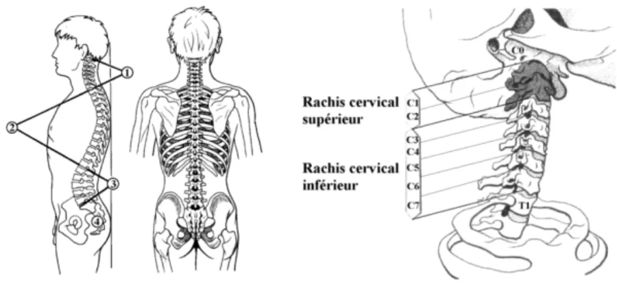 Fig. 2.2 – Vues sagittale et frontale du rachis humain et d´ etail du rachis cervical (d’ apr` es Kapandji [50]).