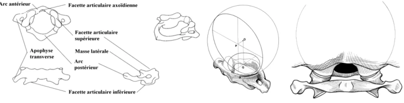 Fig. 2.6 – Atlas, vues sup´ erieure, ant´ erieure, lat´ erale et de trois-quarts (d’ apr` es Santini [99]), articulation C0C1 (d’ apr` es Kapandji [50])