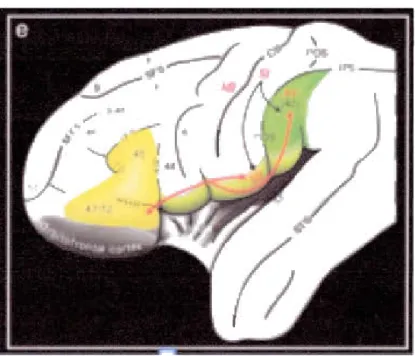 Figure 1.1  Schéma représentant l ' interaction entre le  cortex préfrontal  midventrolatéral  SII et PF (Tirée de Kostopoulos et al