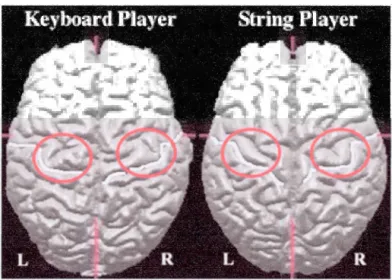 Figure  1.4  Différences  anatomiques  dans  la  région  du  gyrus  précentral  entre  des  musiciens  adultes  pianistes  et violonistes (Tirée  de  Schlaug  e t al