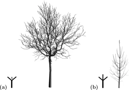 Figure 1.5 – Deux exemples d’arbres qui suivent des mod`eles architecturaux distincts : (a) un noyer, suivant le mod`ele de Leeuwenberg, et (b) un pin, suivant le mod`ele de Rauh