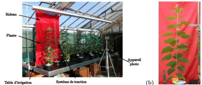 Figure 2.1 – (a) Montage exp´erimental avec les peupliers sur la table de croissance, et (b) photo d’une plante avant son excitation m´ecanique journali`ere.