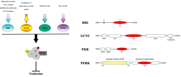 Figure  5  :  Les  kinases phosphorylant la Serine  51 de  la sous-unité  a  du facteur  eIF2