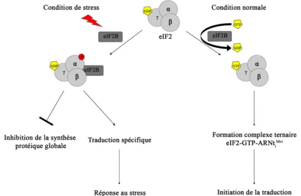 Figure  6  :  Phosphorylation de eIF2 a  et  réponse  au stress