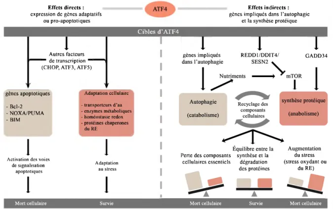 Figure 7 :  Le  contrôle d'ATF4  sur l'activation  des voies de  survie ou  de mort cellulaire lors de  stress.