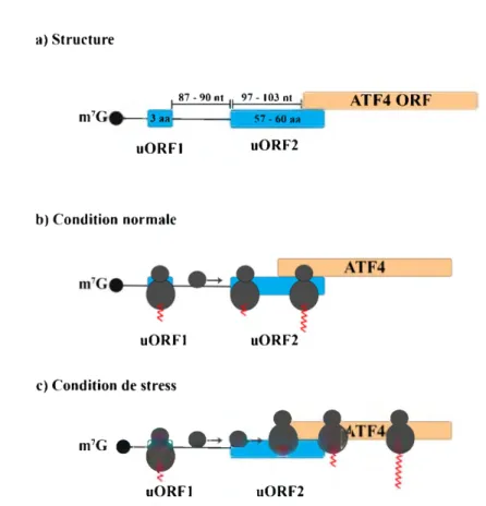 Figure  8 :  Mécanisme de régulation de  la  traduction d'ATF4