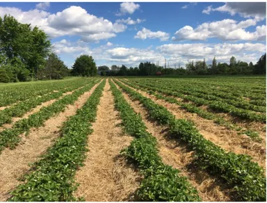 Figure 1. Champ de fraisiers en rangs nattés.  Photo: Stéphanie Patenaude 