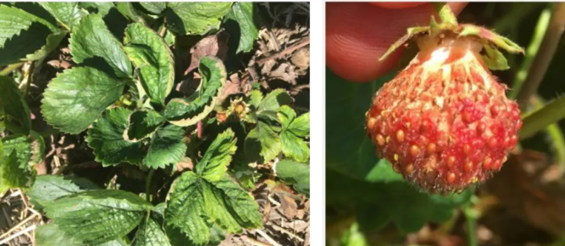 Figure  3.  Dommages  sévères  du  tarsonème  du  fraisier  sur  les  feuilles  de  fraisier  (gauche)  et  sur  les  fruits  (droite)