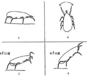 Figure 4. Étapes de la dispersion aérienne de N. fallacis. (A) Recherche aléatoire sur le substrat (B) Orientation dans le sens 