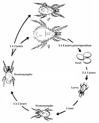 Figure 5. Cycle de vie d'un acarien phytoséiide typique à 27°C et 70 % HR. Adaptée de Yaninek et al