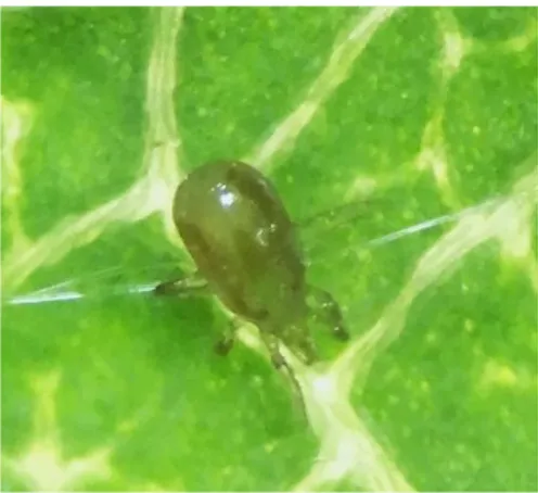 Figure 6. Neoseiulus cucumeris adulte. Photo: Stéphanie Patenaude 