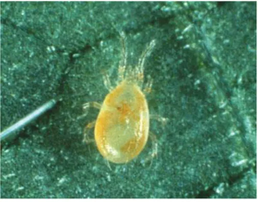 Figure 7. Neoseiulus fallacis adulte. Photo: NYS Agric. Expt. Sta., Geneva. 