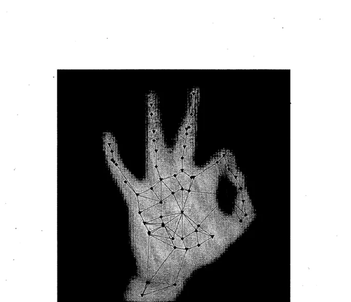 Figure  2.7:  Image of a hand  demonstrating  the  letter  ‘F ’  in  a sign alphabet,  with  Morse  Connections  Graph  superimposed