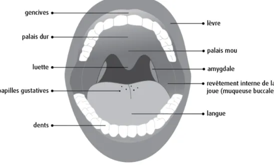 Figure 1 . Organisation des composantes majeures de la cavité buccale. (Tirée de Société canadienne du 