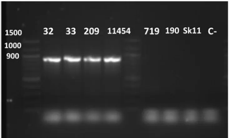 Figure 3. Electrophoresis gel of amplicons obtained after PCR with primers specific to nisin-A encoding  gene