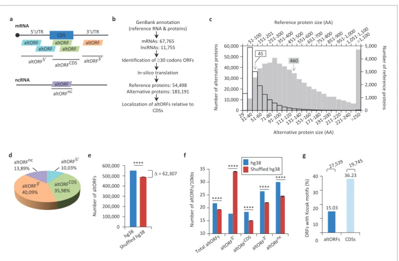 Figure 1. Annotation of human altORFs. (a) AltORF nomenclature. AltORFs partially overlapping the CDS must be in a different reading frame