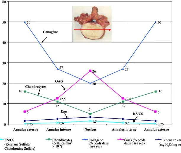 Figure 4     Composition du disque intervertébral (d’après Urban et al., 1980) 