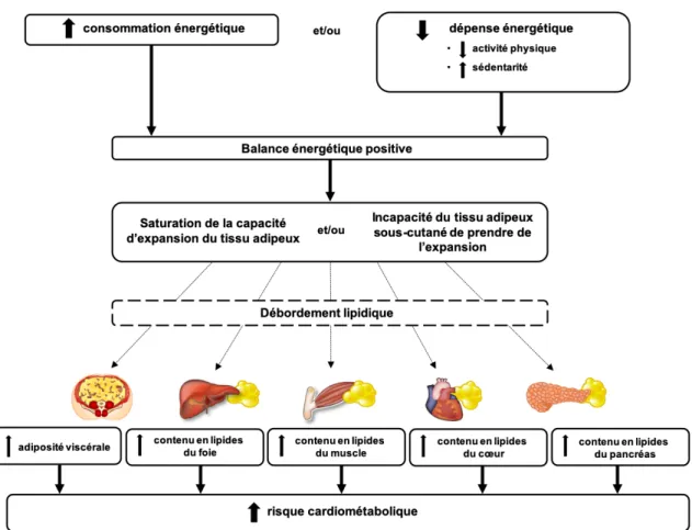 Figure 1 : Modèle d’intégration de la physiopathologie de l’obésité 
