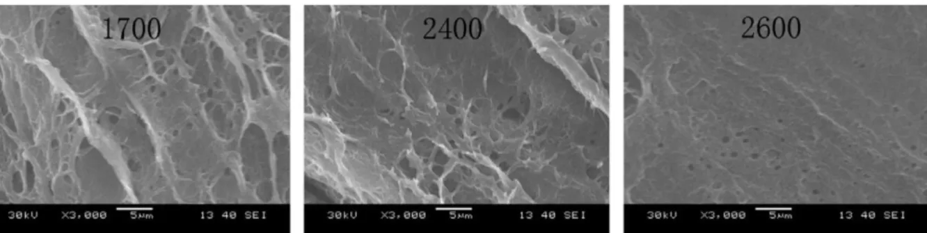 Figure 15 SEM micrographs of the cross-sections of PVA/PVP hydrogels (10%PVA/PVP) with  polymerization degree of 1700, 2400 and 2600