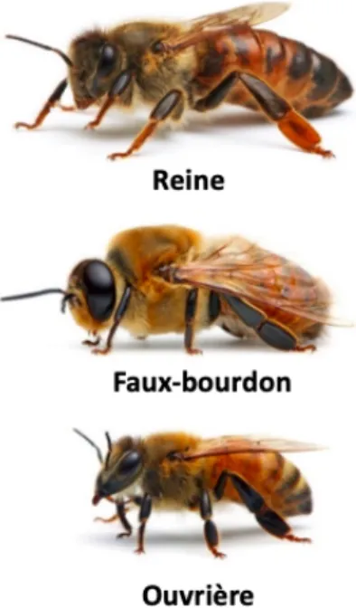Figure 2 : Castes d’abeilles 
