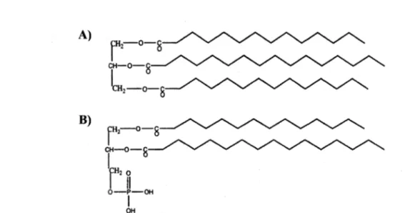 Figure  1.2.  Représentations  A)  d'une  molécule  de  triacylglycérol  composée  d'un  résidu  glycérol  auquel  sont  estérifiées  trois  chaines  d'acides  gras;  B)  de  l'acide  phosphatidique, structure de base des glycérophospholipides (Tocher, 200