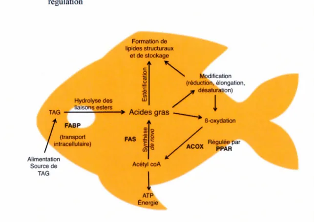Figure 1.3. Représentation  schématique  du  métabolisme  des acides gras chez  les 