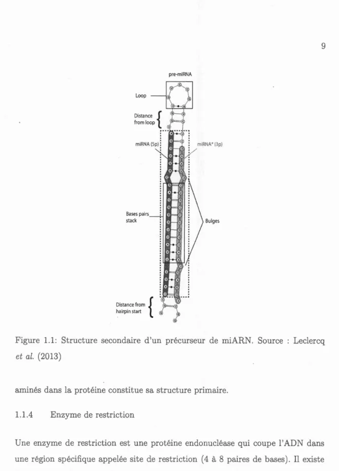 Figure  1.1:  Structure  secondair  d'un  précurseur  de  miAR  .  Source  L eclercq  et  al