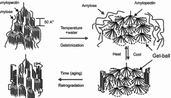 Fig  1.1  Amylose  and  amylopectin  in  dry  phase  and  after  interaction  with  water  [from(Liu  et  al