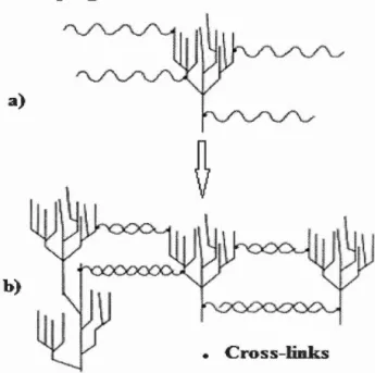 Fig  1.2  Schematic  representation  of a  model  for  the  structural  arrangement  of high  amylose  cross-linked  starch  with  a  low  cross-linking  degree  in  the  dry  (a)  and  hydrated (b)  state [from (Lenaerts  e t al