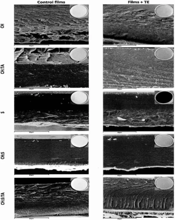 Figure  2.3  SEM  micrographs  of the  cross-sections  of the  films  containing  or  not 